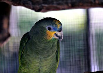 Amazon introduce IA para predecir tendencias de consumo en AWS