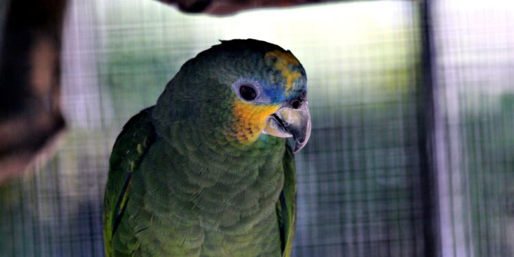 Amazon introduce IA para predecir tendencias de consumo en AWS