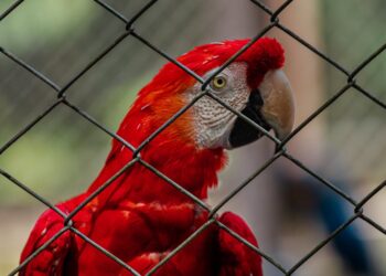 Baidu lanza IA para optimizar tráfico en ciudades inteligentes