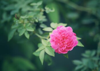 Nvidia colabora con universidades para IA en investigación médica